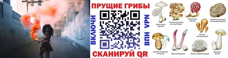 Псилоцибиновые грибы Psilocybe Коркино